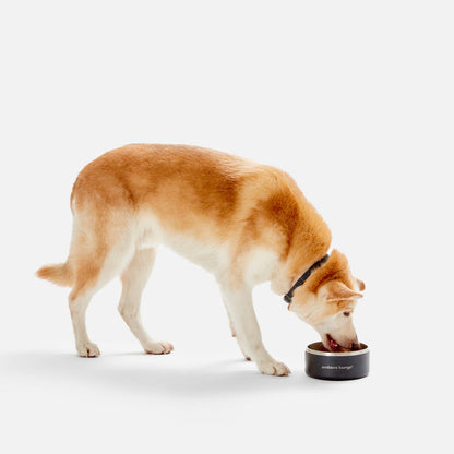 2L Double-Wall Stainless Steel Food & Water Dog Bowl