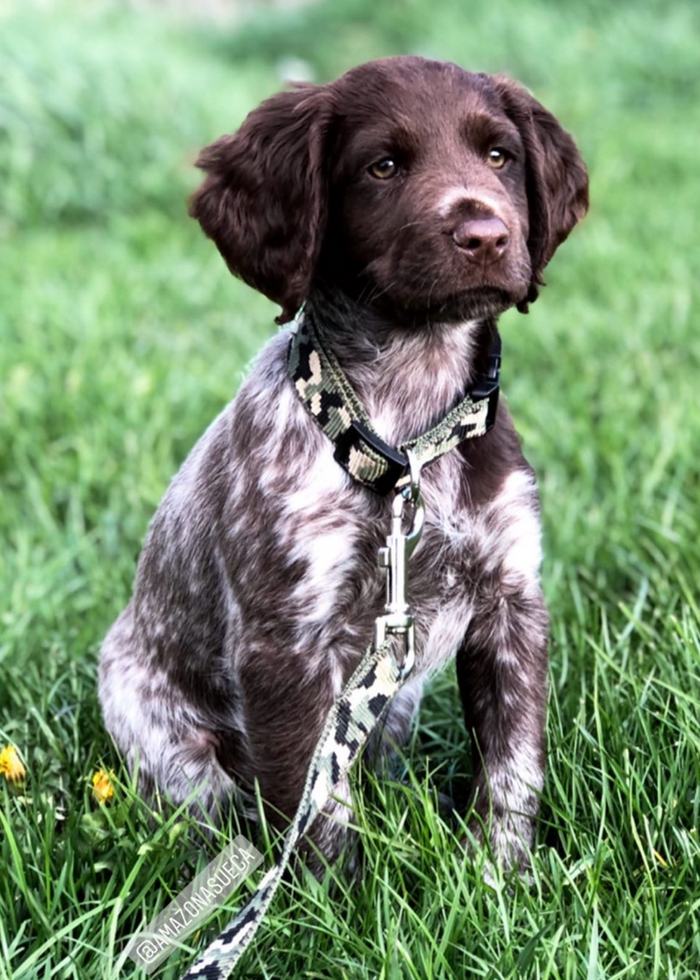 Dog Collar Camouflage