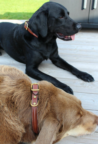 Dog Collar | Havanna
