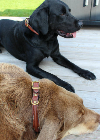 Dog Collar | Oakbark