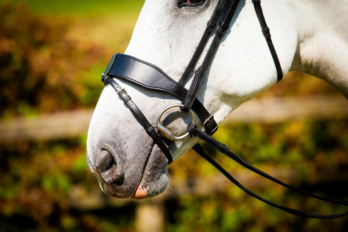 Eco Rider Classic Show Comfort Bridle