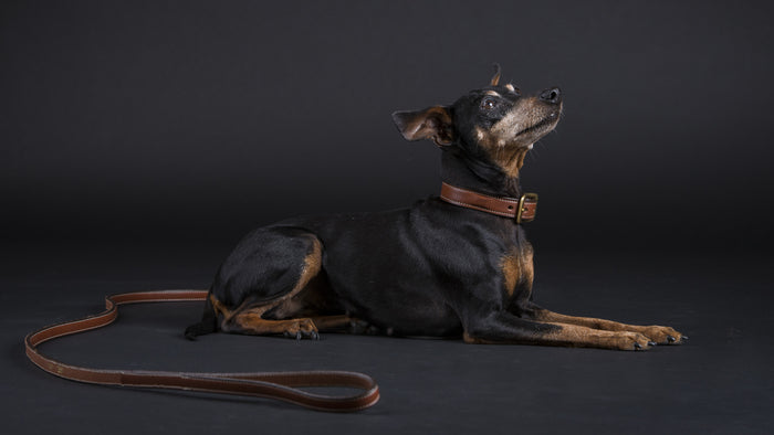 Flat leather leash Black
