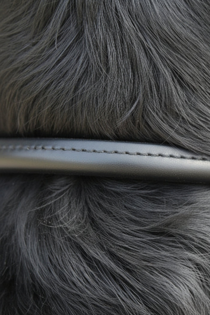 Rolled Dog Collar | Black