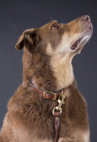 Rolled Dog Collar | Black