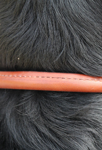 Rolled Dog Collar | Oakbark